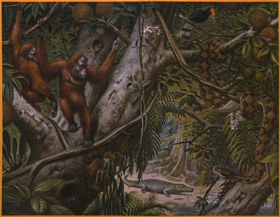 Wild Animals of the Rain Forest by Marinus Adrianus Koekkoek